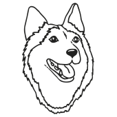 chien husky