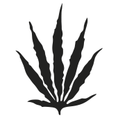 canabis