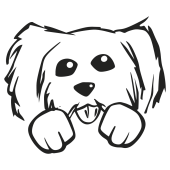 chien yorkshire