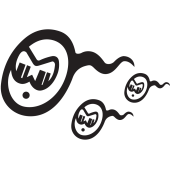 Jdm Spermatozoides