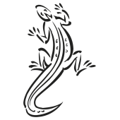 salamandre