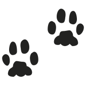 empreinte chien