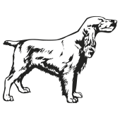 chien