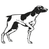 chien de chasse