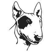 chien bull terrier