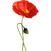 Sticker mural coquelicots