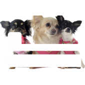 Sticker Cb Chihuahua - Skin Pour Carte Bancaire