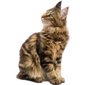 Autocollant chat maine coon