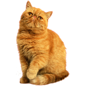 Autocollant chat persan 1
