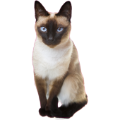 Autocollant chat siamois