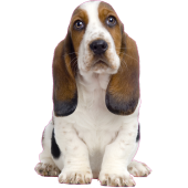 Autocollant chien-basset-1