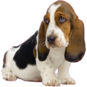 Autocollant chien-basset