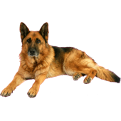Autocollant chien-berger-allemand-1