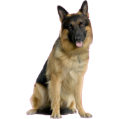 Autocollant chien-berger-allemand