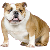 Autocollant chien-bouldogue anglais-1
