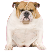 Autocollant chien-bouldogue anglais-2