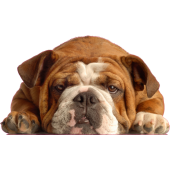Autocollant chien-bouldogue anglais