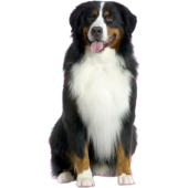 Autocollant chien-bouvier