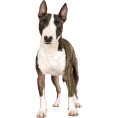 Autocollant chien-bull-terrier