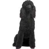 Autocollant chien-caniche-1