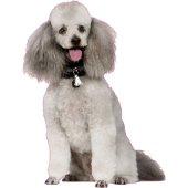 Autocollant chien-caniche-2