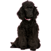 Autocollant chien-caniche-3