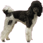 Autocollant chien-caniche