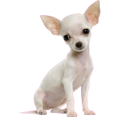 Autocollant chien-Chihuahua-1