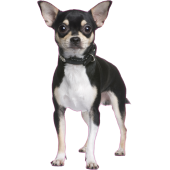 Autocollant chien-Chihuahua