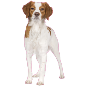 Autocollant chien-epagneul-breton