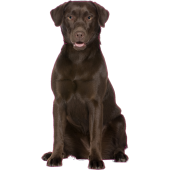 Autocollant chien-labrador-1