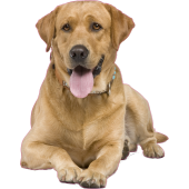 Autocollant chien-labrador