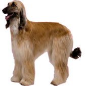 Autocollant chien-levrier-afghan