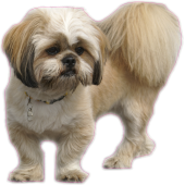 Autocollant chien-Lhassa apso