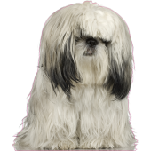 Autocollant chien-shih tzu
