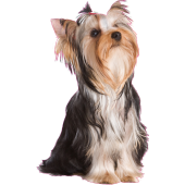 Autocollant chien-yorkshire-1