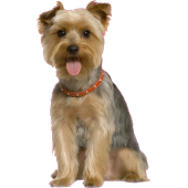 Autocollant chien-yorkshire-2