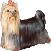 Autocollant chien-yorkshire
