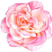 Autocollants Fleur Rose 1