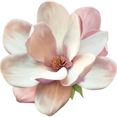 Autocollants Fleur Blanche