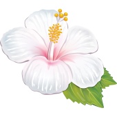 Autocollants Fleur Tropical 2