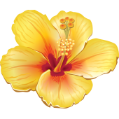 Autocollants Fleur Tropical 4