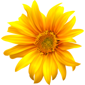 Autocollants Fleur Tournesol