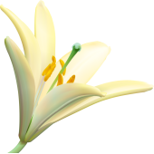 Autocollants Fleur Blanc