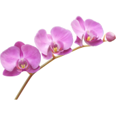 Autocollants Fleur Violette
