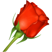 Autocollants Fleur Rose Rouge