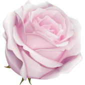 Autocollants Fleur Rose Rose