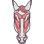 Autocollant Cheval