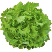 Autocollant Fruits et legumes Salade