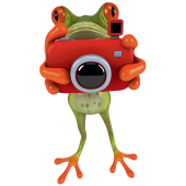 Autocollant Grenouille 3